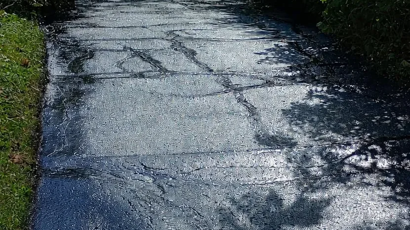 The same tree-lined driveway with a fresh dark sealer coat.