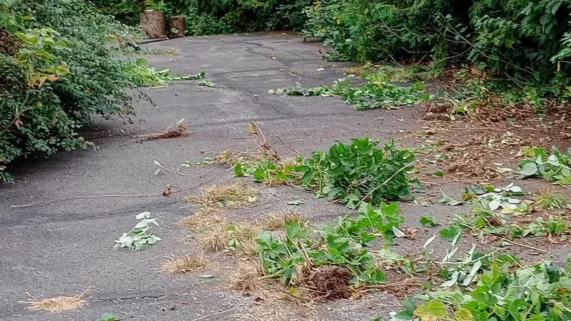 Tree-lined asphalt driveway with cut branches and debris before sealing.